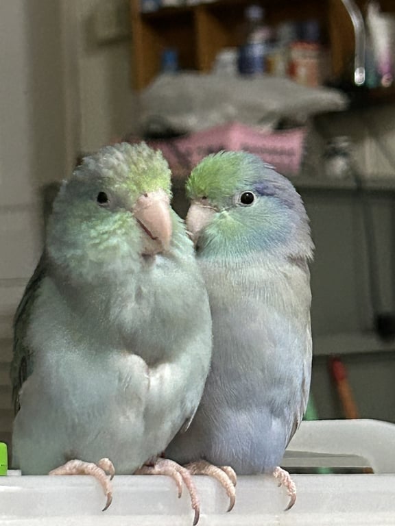 ตามหาเจ้าของนก สีฟ้า หัวเขียว