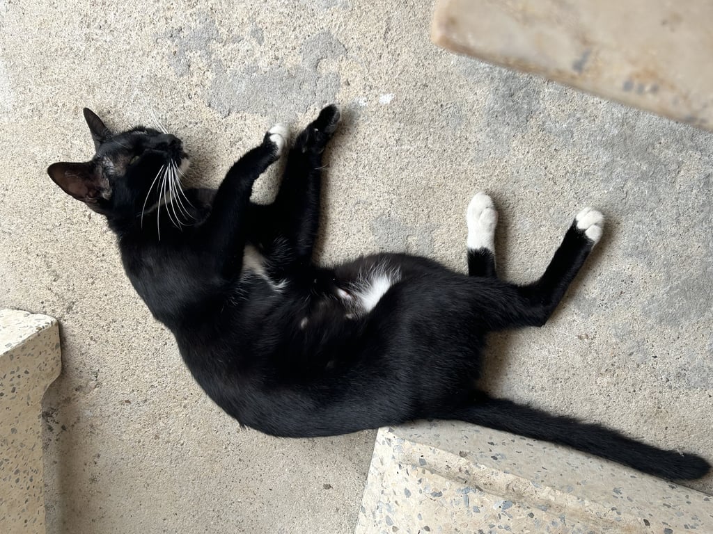 ตามหาเจ้าของแมว น้องเป็นแมวจรเพศเมียค่ะ พาไปทำหมันเรียบร้อยแล้วค่ะ