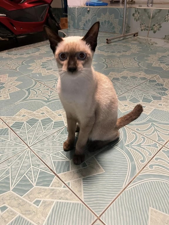 ตามหาเจ้าของแมว ครรักแมวชอบเลี้ยงแมวมารับได้ค่ะให้ฟรี  ตัวเล็ก4ตัวฉีดวัคซีนกับหยอดพยาธิเรียบร้อยแล้วค่ะ อีกตัวน่าจะ3-5เดือนเป็นแมวจร น้องให้จับและชอบอยู่กับคนค่ะ แมวเล็ก4ตัวน้องเกิดเสาร์5 เป็นพันธุ์ผสมค่ะ ขอคนชอบเลี้ยงแมวรักน้องจริงๆน่ะค่ะ