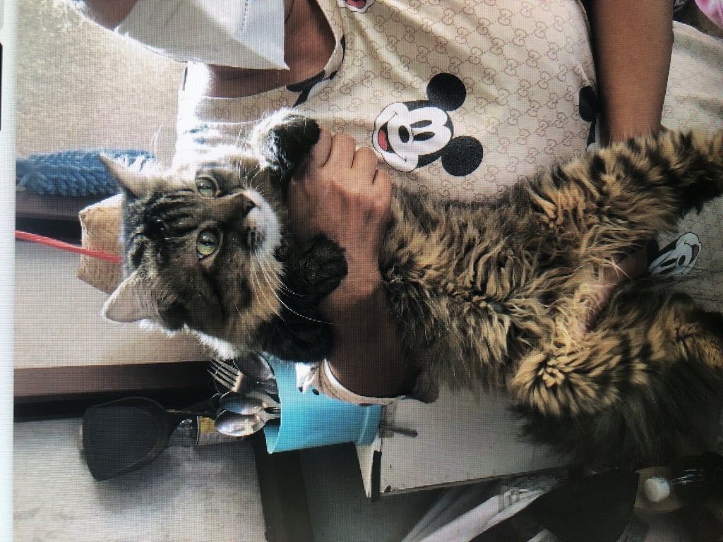 ตามหาเจ้าของแมว บริเวณด้านหลังที่จอดรถของบริษัท ในซอยลาดพร้าว 107