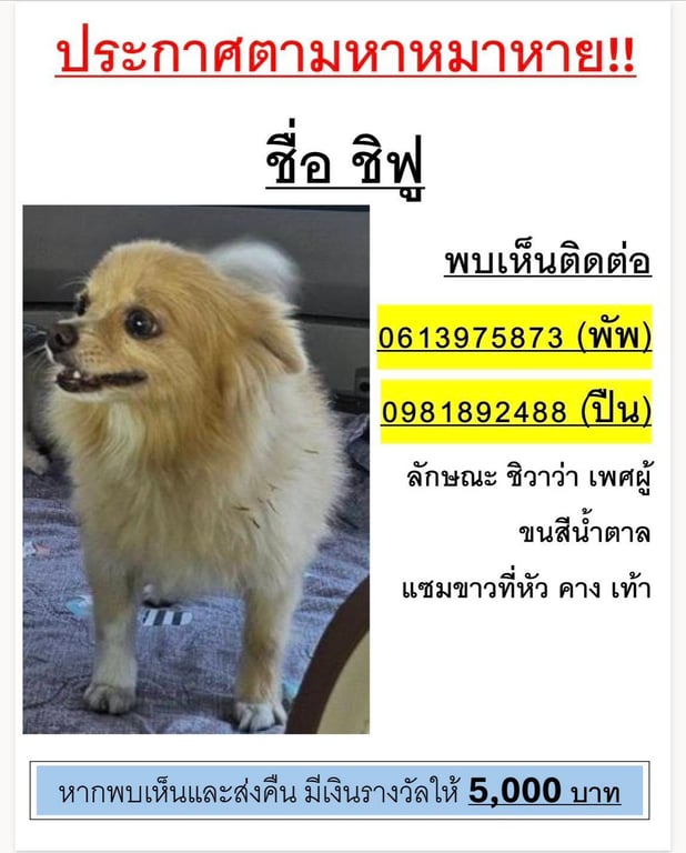 ชิฟู