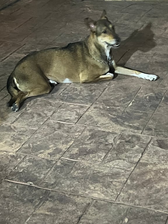 ตามหาเจ้าของหมา พบน้องในซอยเย็นอากาศ 2 แยก2