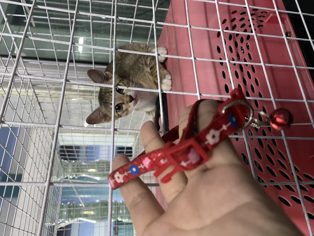 ตามหาเจ้าของแมว แมวตกจากรถหล่นมาหน้าบ้านแล้ว มุดเข้ารถอีกรอบ