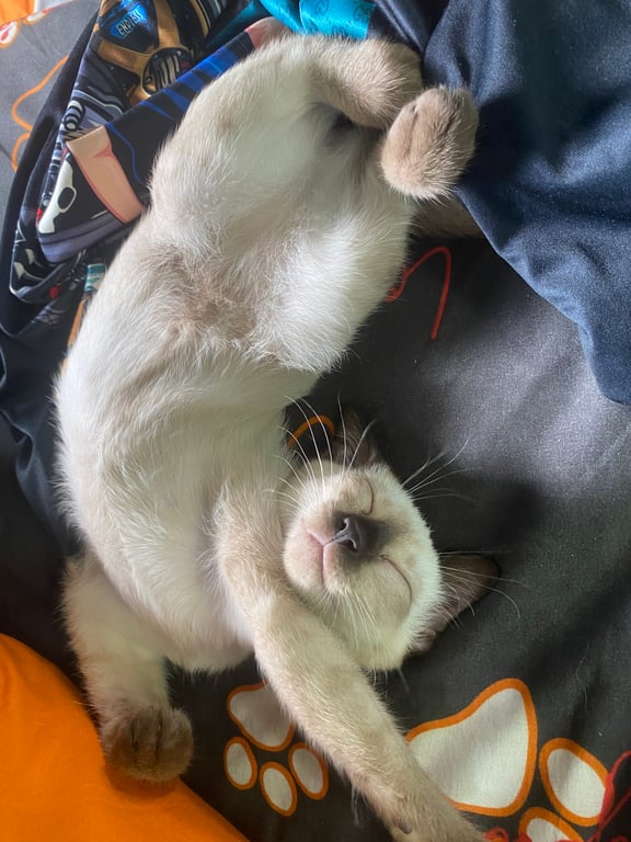 ไข่ตุ๋น