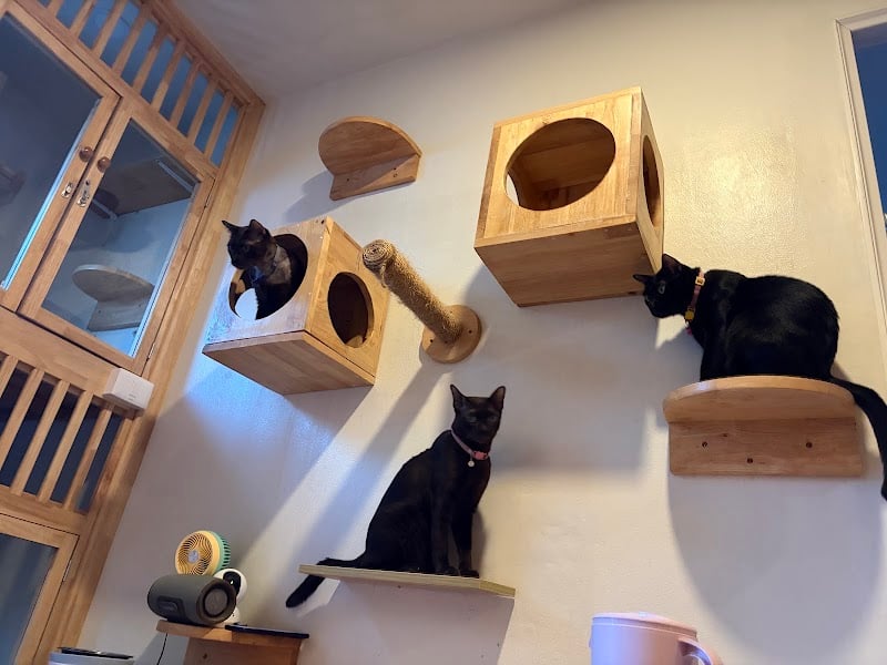 Purrfect Cat Home โรงแรมแมวที่มีแค่ 5 ห้อง รับฝากแมว รับดูแลแมว