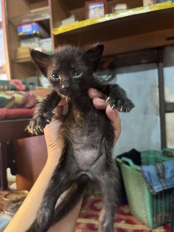 ตามหาเจ้าของแมว หาผ้อุปการะ ด่วน!! ก่อนถูกเอาไปปล่อยเพราะขี้เยี่ยวเหม็นมาก เจ้าของบ้านบ่นแล้ว เด็กๆน่าสงสารค่ะ หากไม่ได้บ้านคงถูกนำไปปล่อย

ผู้ 2 เมีย1(สลิด)
ลาดกระบัง โทรหรือไลน์ 0969147526
คัดบ้าน