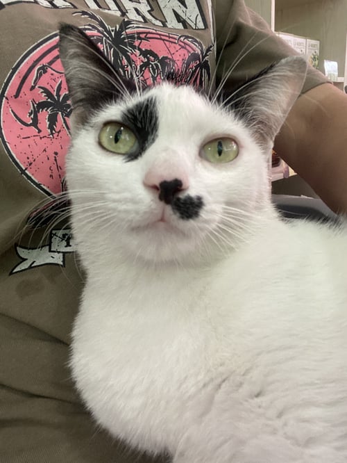นัวเนีย