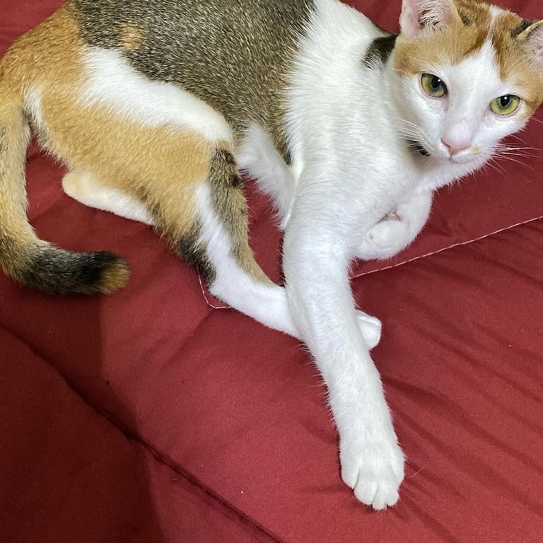 น้องเจสซี่