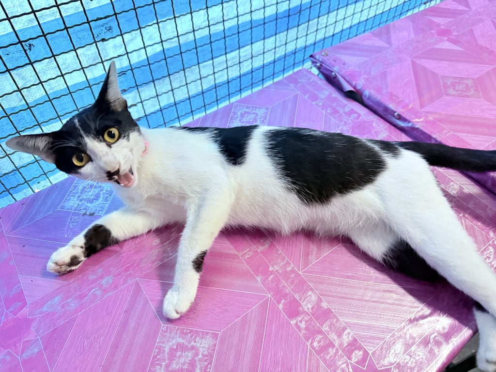 ตามหาเจ้าของแมว น้องมากับปลอกคอเลย สีชมพู