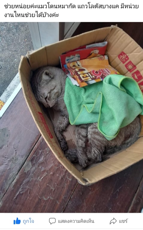 ตามหาเจ้าของแมว 