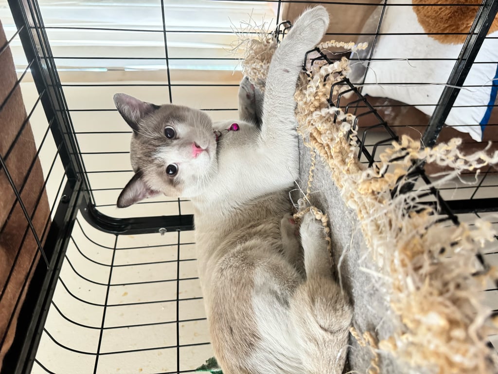 ตามหาเจ้าของแมว 