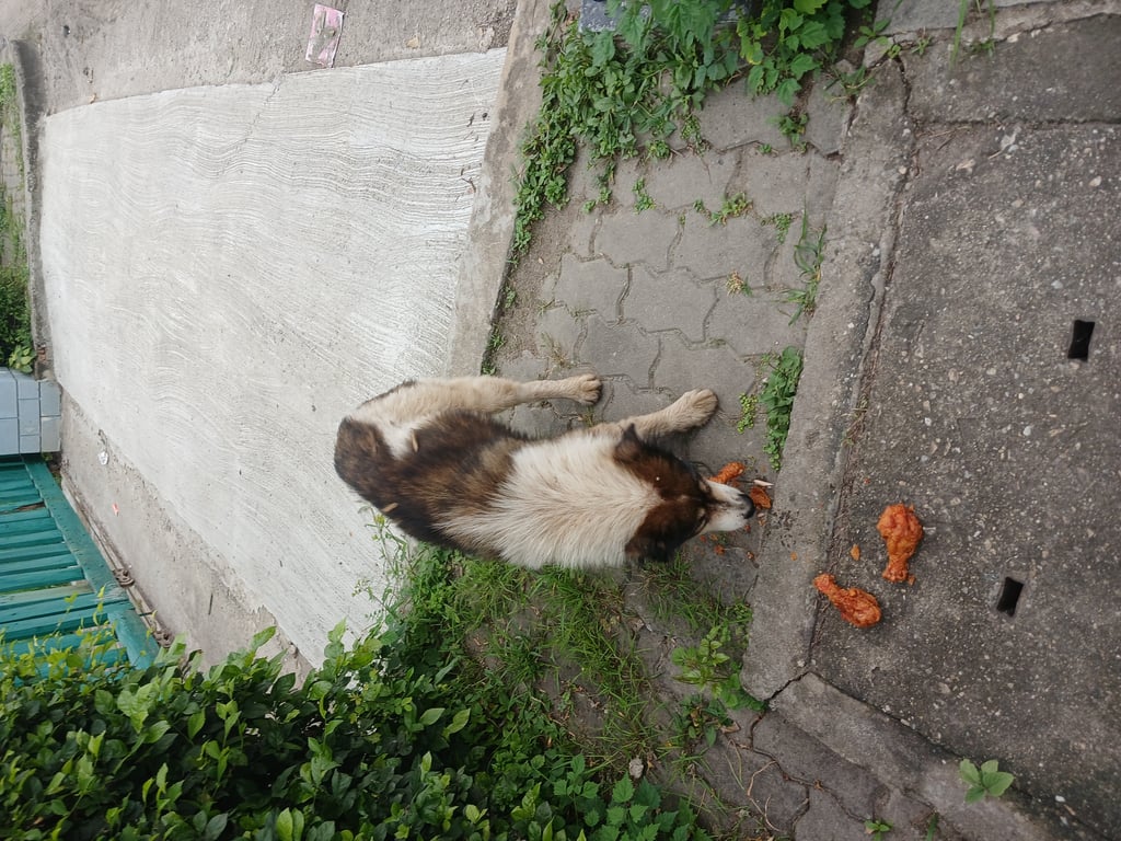 ตามหาเจ้าของหมา น้องหมาสีดำขาว พบที่หน้าศูนย์ BMW แยกเซ็นทรัลเฟส อ.เมือง เชียงใหม่