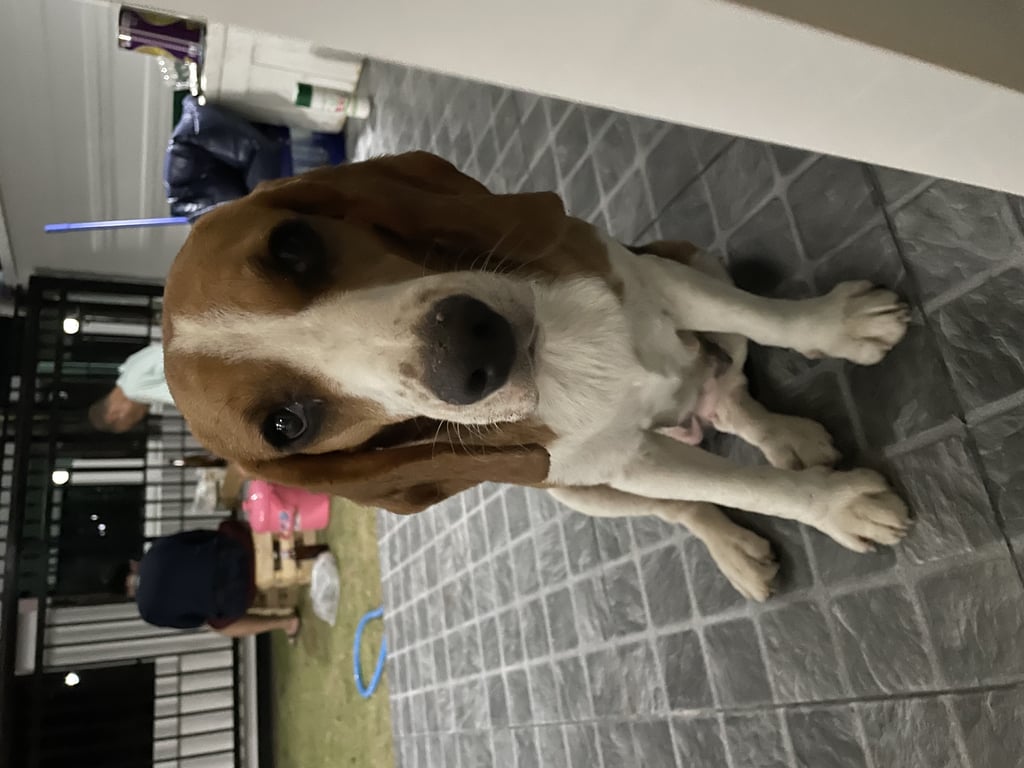 ตามหาเจ้าของหมา ป่าบง แม่คือ ดอยสะเก็ด เชียงใหม่