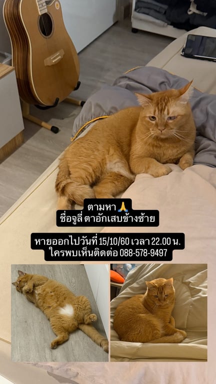 จูลี่