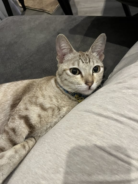 ตามหาเจ้าของแมว นิสัยขี้อ้อน ติดคนมาก