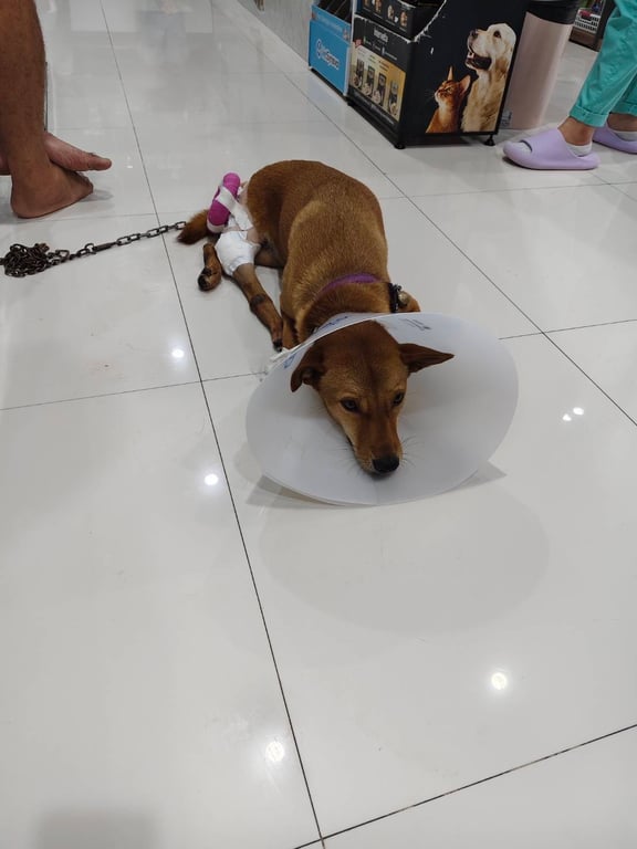 ด้องแด้ง