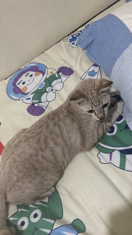 เฮงเฮง