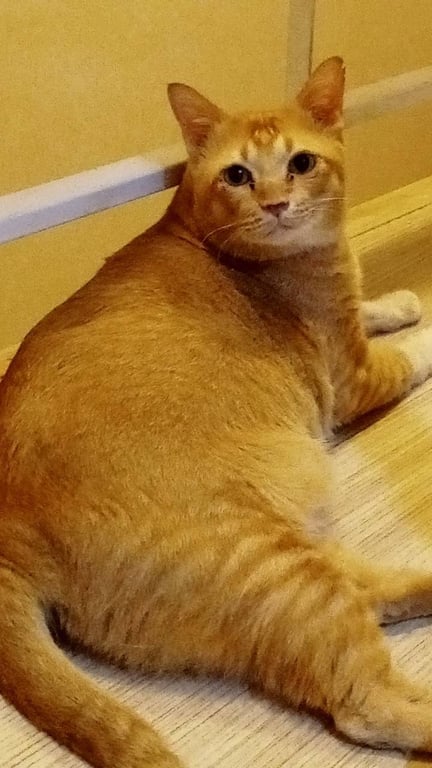 นำโชค