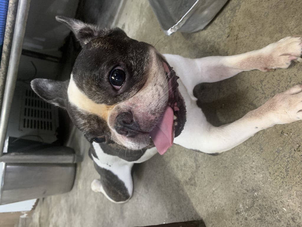 ตามหาเจ้าของหมา 