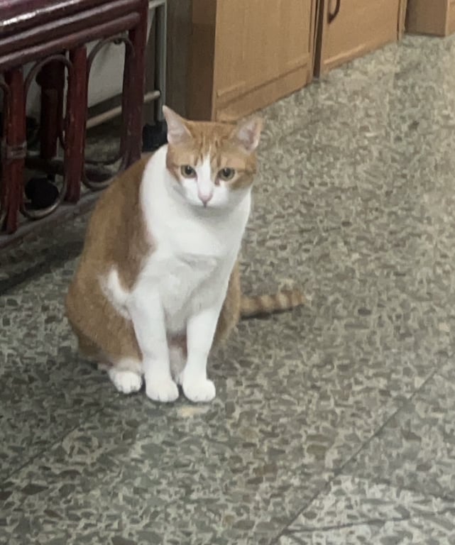 ม่อน