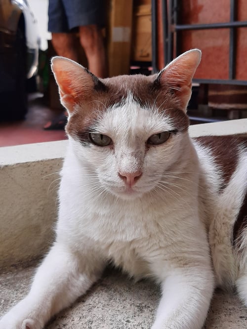 โชคดี