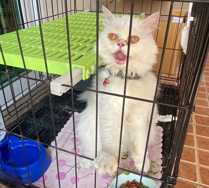 ตามหาเจ้าของแมว สีขาว ขนยาว หางฟู