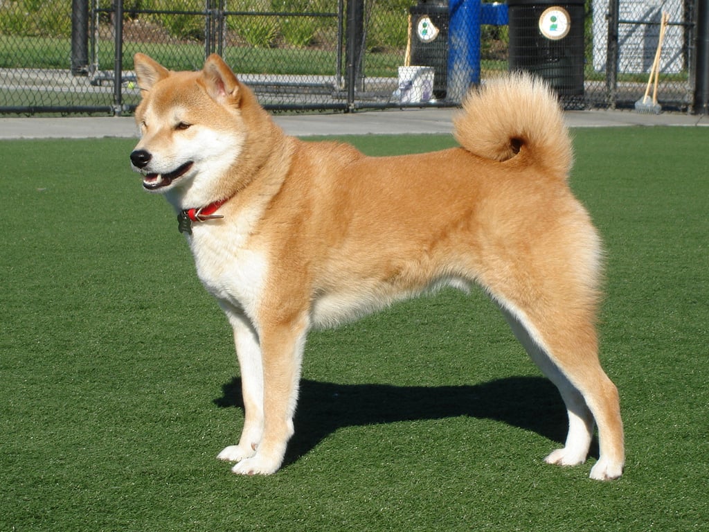 เทส