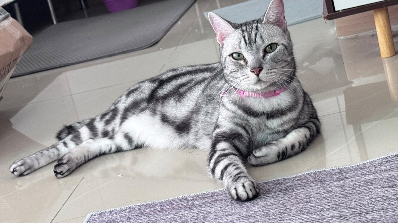 บีโม่