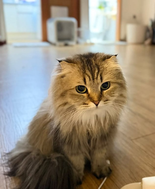 ดอลล่า