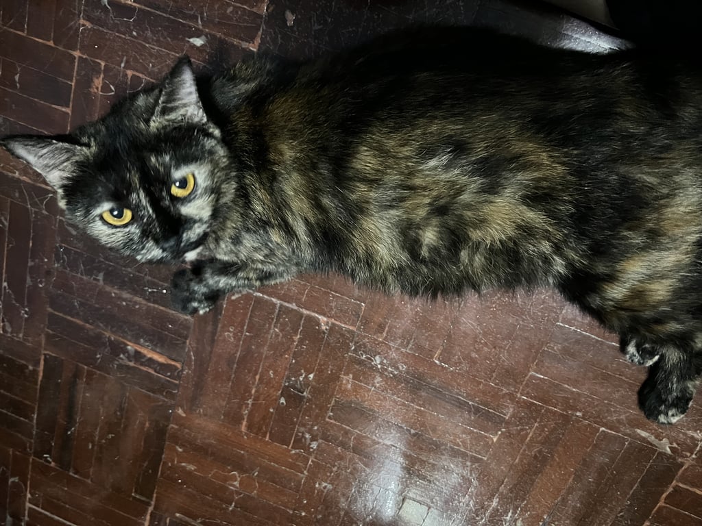 ตามหาเจ้าของแมว #ตามหาเจ้าของน้องแมว #เพศเมีย #สีเปรอะ ขนฟู หน้ากลม มีปอกคอสีน้ำตาลส้ม ทำเสียงครืดๆตลอดเลย 

“ตอนนี้คาดว่าท้อง” ท้องเริ่มใหญ่ นมเริ่มตั้งเต้า แต่น้องแมวยังดูเด็กอยู่ค่ะ