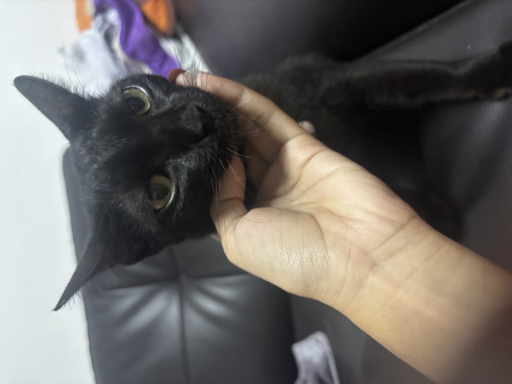 ตามหาเจ้าของแมว เพศเมีย สีดำล้วน มีจุดขาวตรงคอ หางกุด อายุน่าจะไม่ถึง 1 ปี