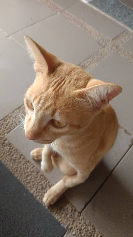 จิ๋ว