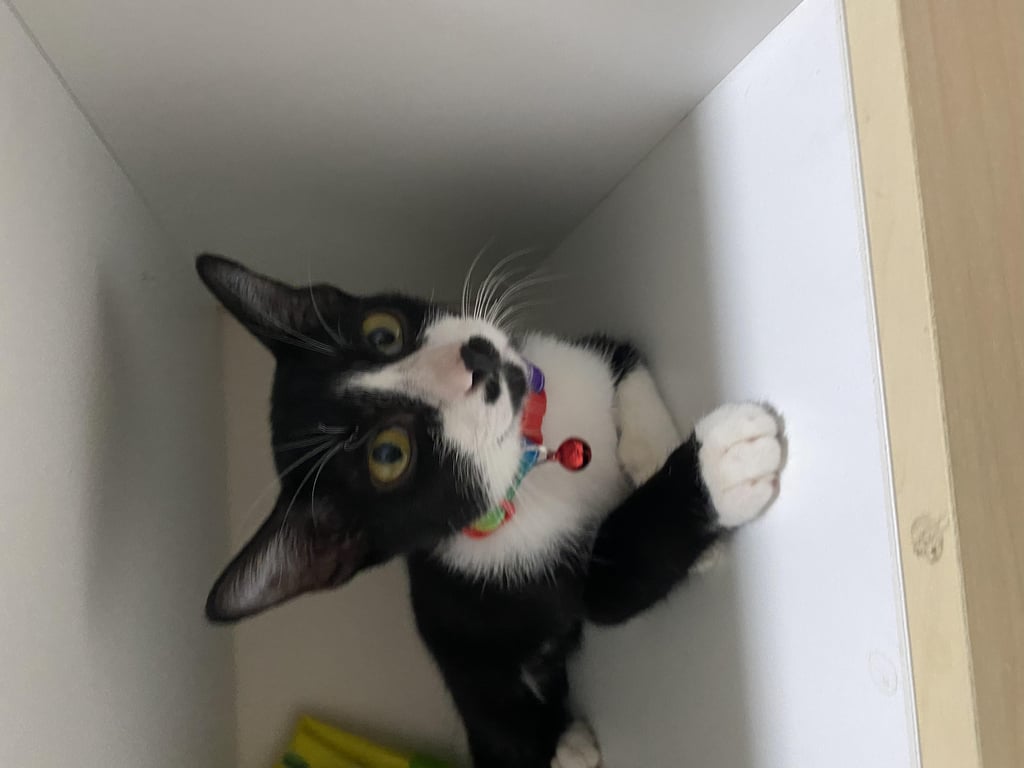 ตามหาเจ้าของแมว ประกาศหาบ้านให้น้อง
 รายละเอียด: 😻หาบ้านให้น้องค่ะตัวผู้ อายุ3เดือน😻 ขอคนเลี้ยงระบบปิดค่ะะ น้องค่อนข้างซนและขี้อ้อน 📌นัดรับ ลาดพร้าว 83 อิมพีเรียลลาดพร้าว (บิ๊กซีลาดพร้าว)  ✨️แถมกระบะทราย ที่ใส่อาหาร ครีมอาบน้ำน้องแมว ✨️