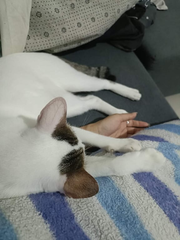 มารี