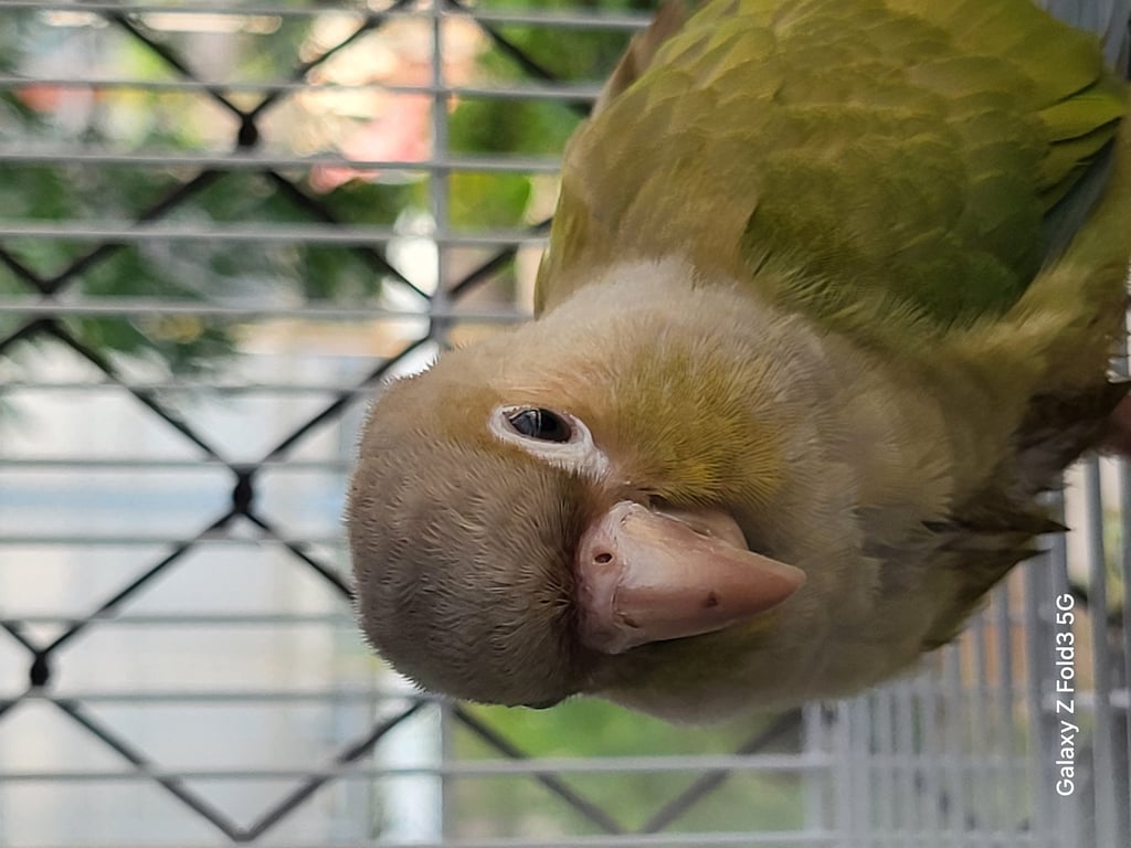 ตามหาเจ้าของนก ไม่มีรหัส