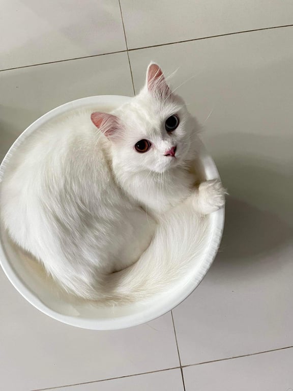 ไฮเตอร์