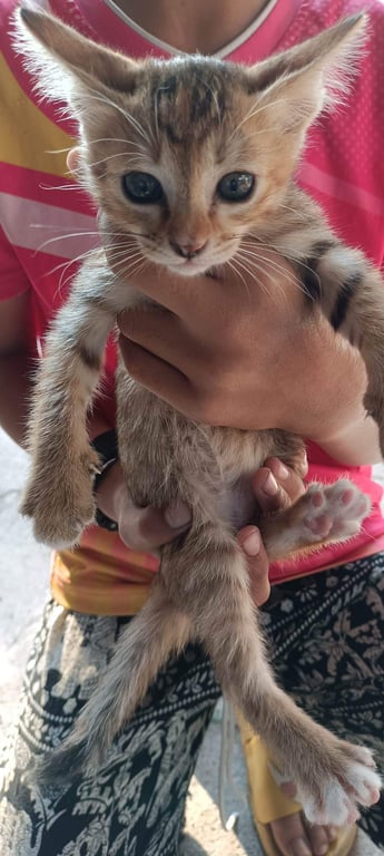 ตามหาเจ้าของแมว ต้องการหาบ้านให้น้อง อายุ2เดือนกว่า กินอาหารเม็ดแล้วเข้ากะบะทรายเป็นแล้ว