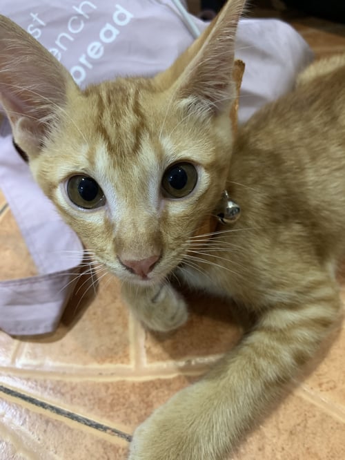 พูม่า