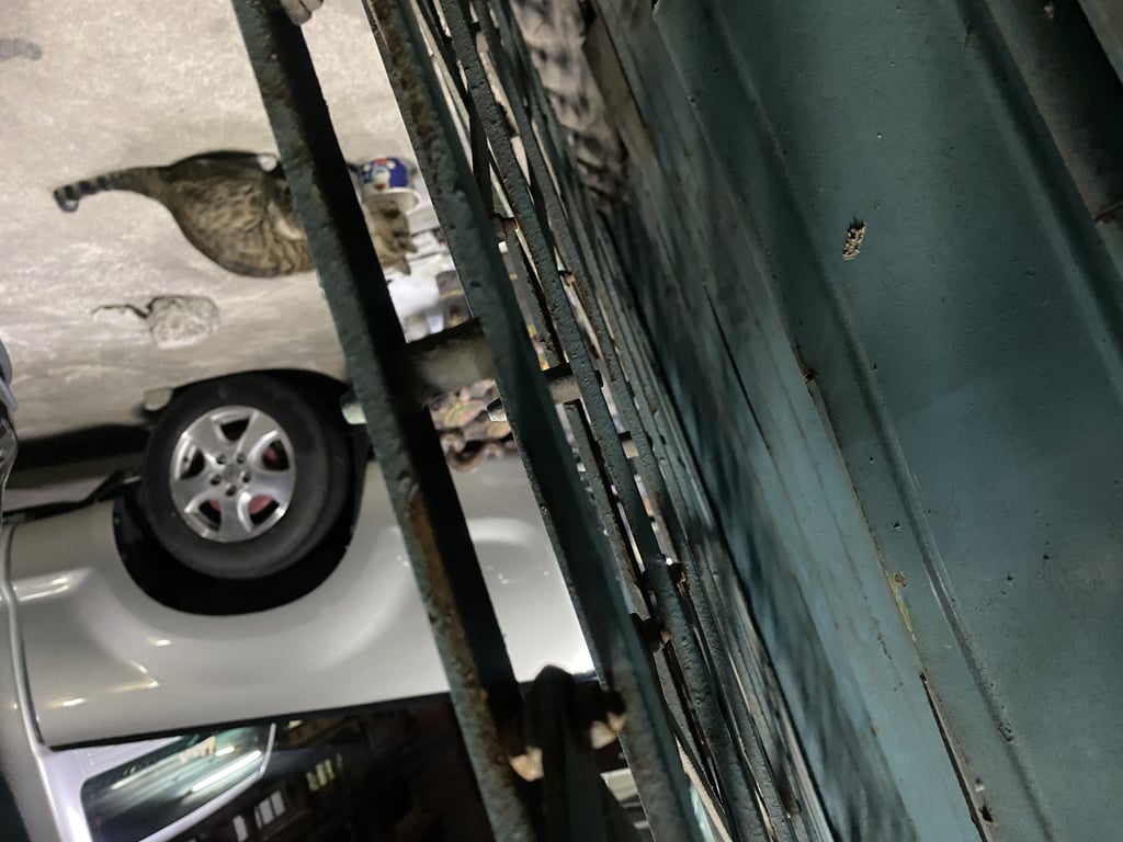 ตามหาเจ้าของแมว แมวไม่แน่ใจพันธ์ แต่น้องบาดเจ็บ ที่หน้า ไม่ให้จับ มาแอบกินข้าว ตัวอ้วนมาก น่าจะแมวเลี้ยง