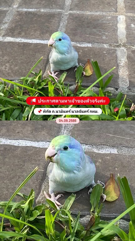 ตามหาเจ้าของนก 