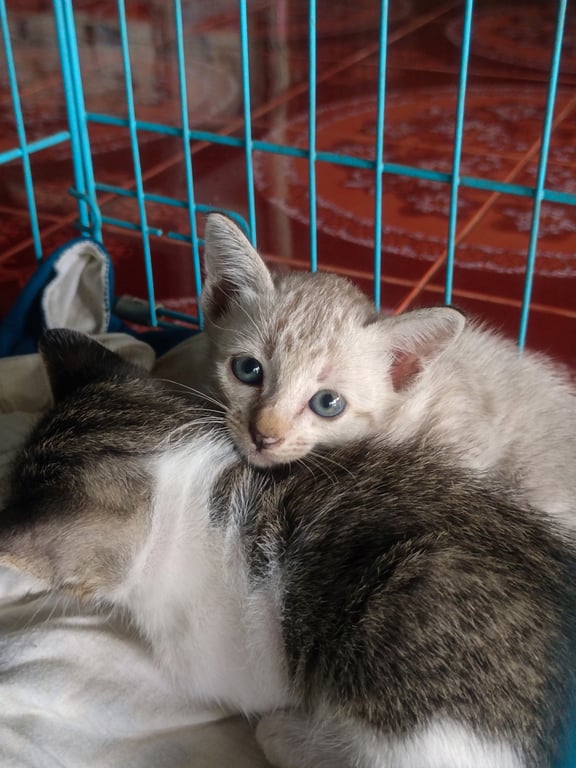 ลาเต้