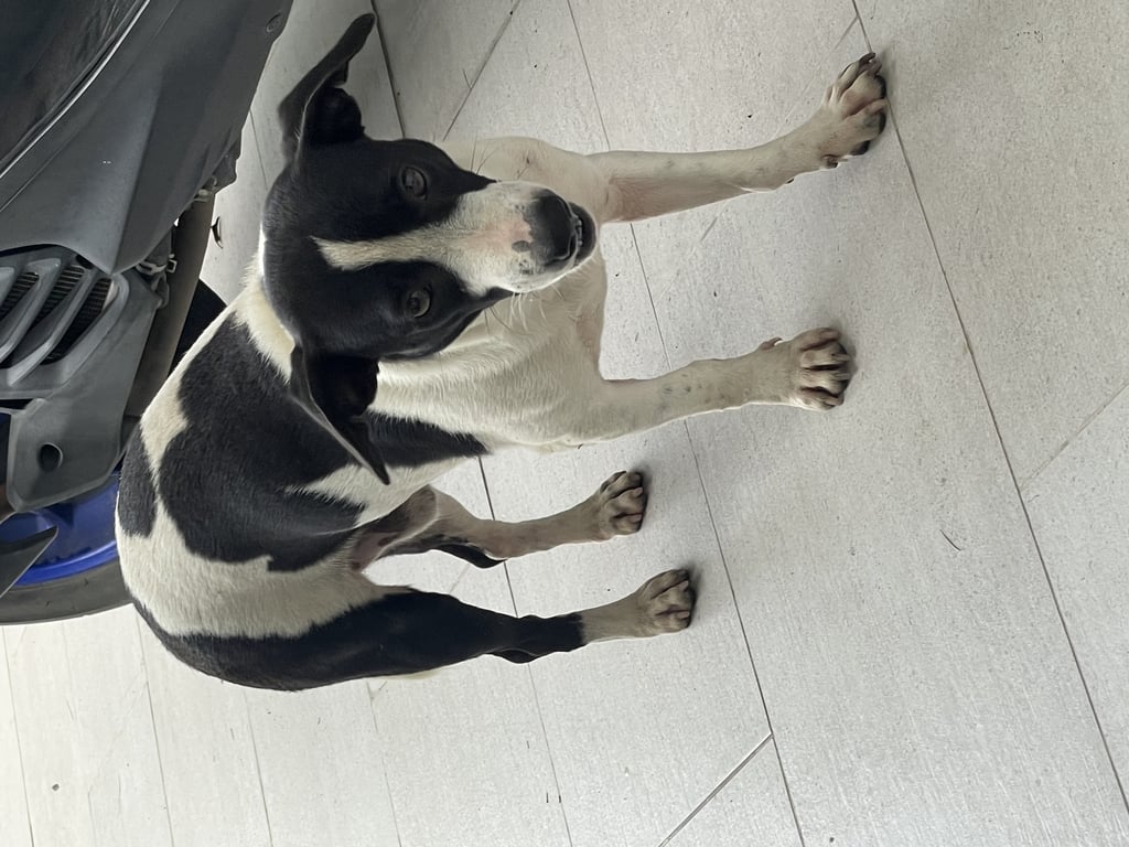 ตามหาเจ้าของหมา 