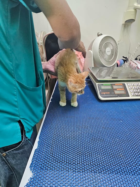 Lucky Pet Animal Hospital (โรงพยาบาลสัตว์ลักกี้เพ็ท)