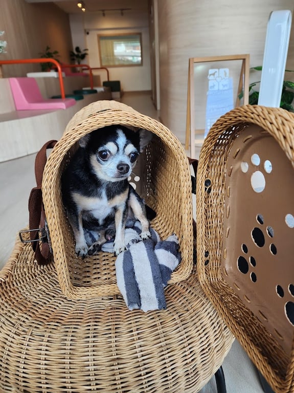 โรงพยาบาลสัตว์พร้อมมิตร Promptmit Pet Hospital บางแสน ชลบุรี