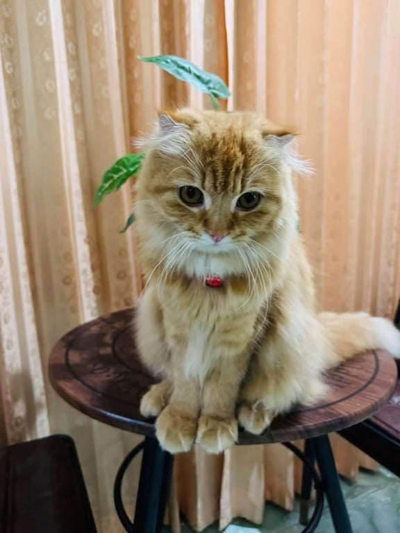 ไซม่อน