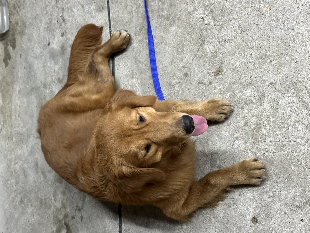 ตามหาเจ้าของหมา 