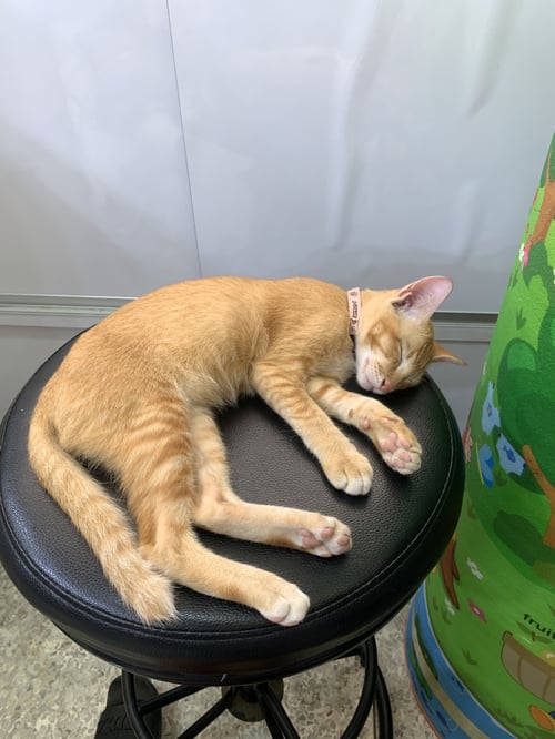 โคดา
