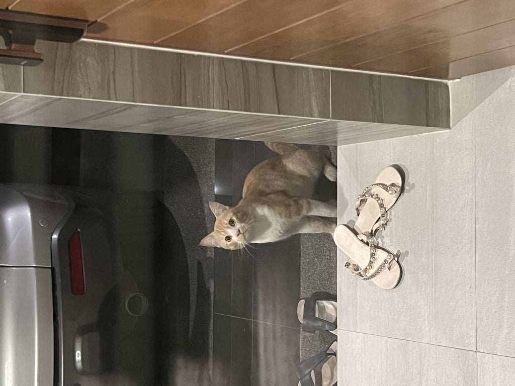 ตามหาเจ้าของแมว แมวส้มอ่อน ผู้ชาย หางยาว หล่อ