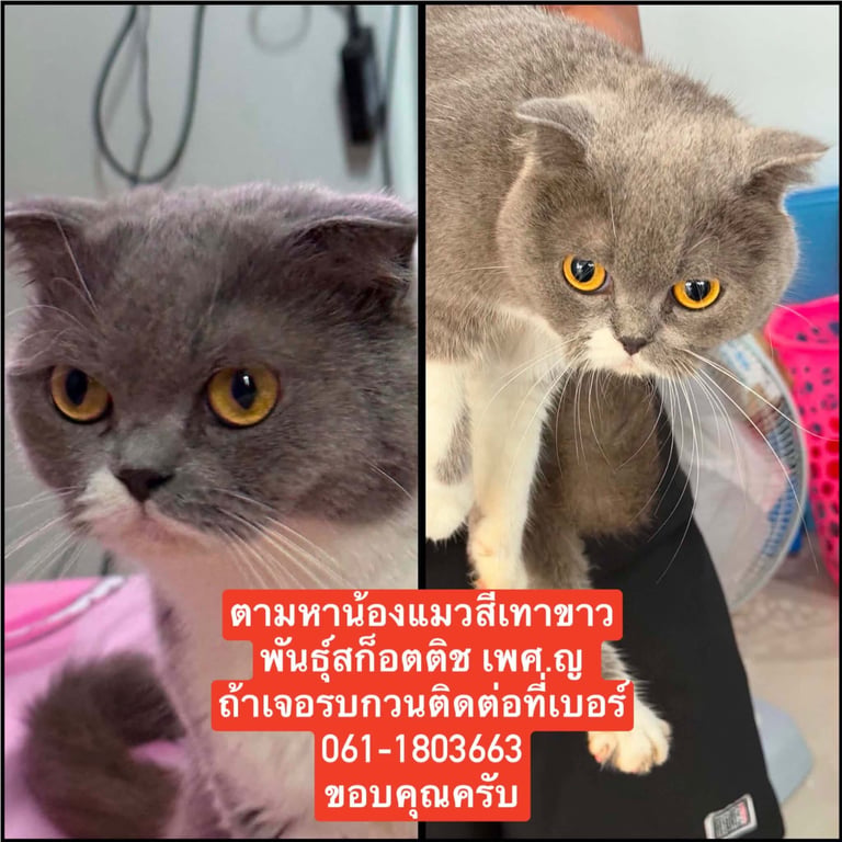 ทรัฟเฟิล