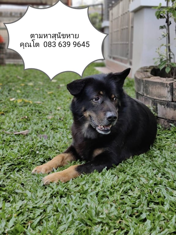 เฉาก๊วย